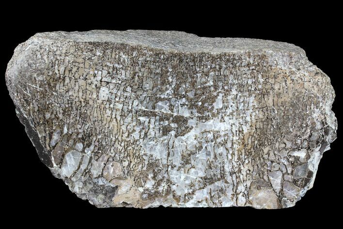 Polished Dinosaur Bone (Gembone) Vertebrae Section - Colorado #86822